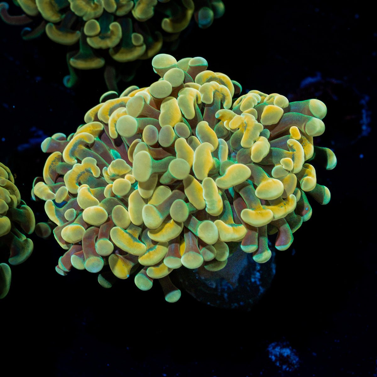 Golden Hammer Euphyllia Coral with branching fleshy heads in reef aquarium