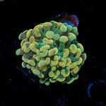 Golden Hammer Euphyllia Coral with branching fleshy heads in reef aquarium