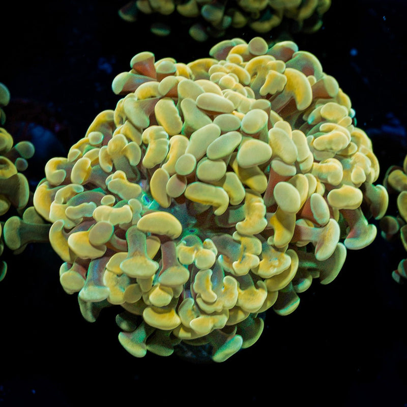 Golden Hammer Euphyllia Coral with branching fleshy heads in reef aquarium