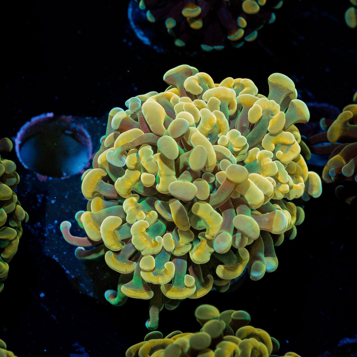 Golden Hammer Euphyllia Coral with branching fleshy heads in reef aquarium