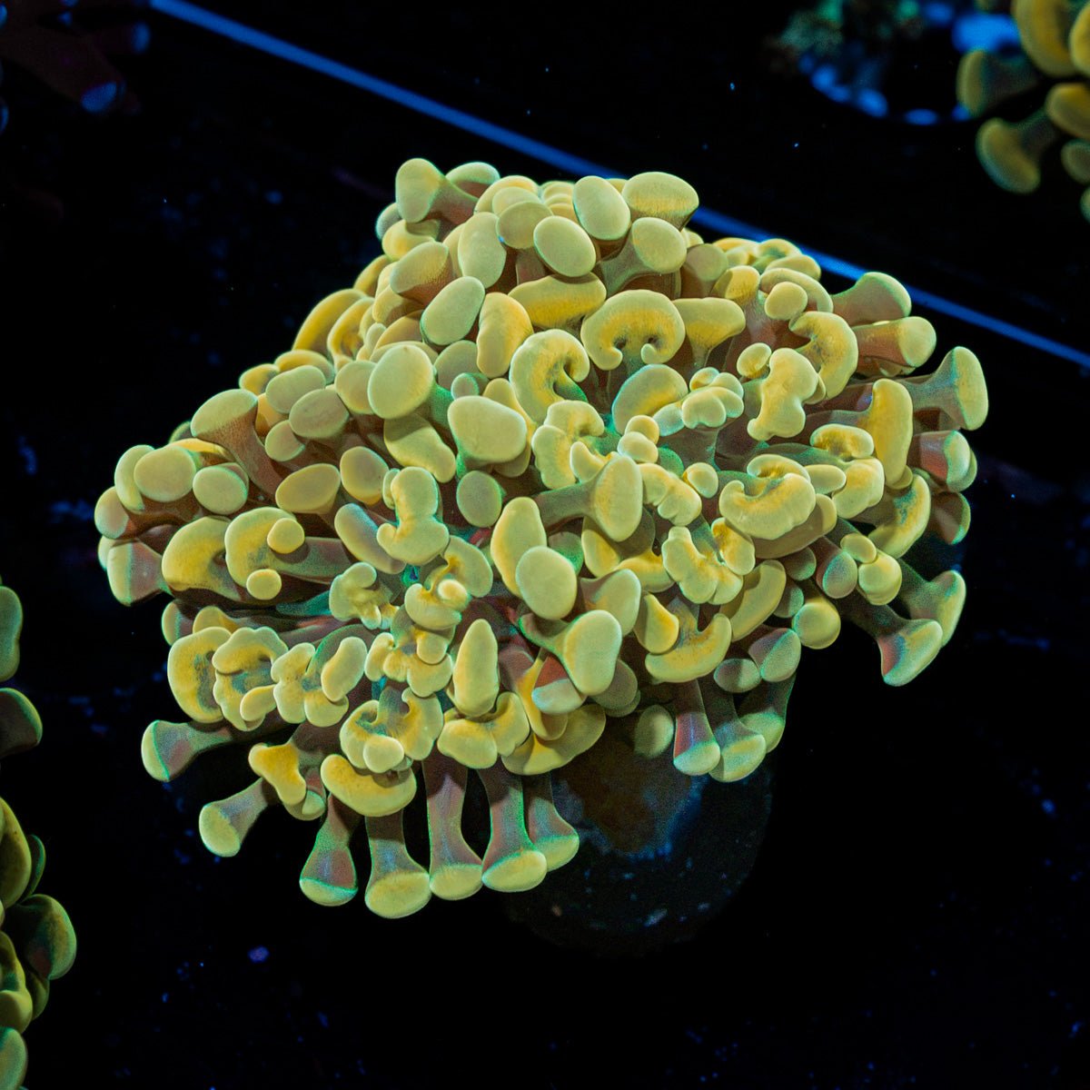 Golden Hammer Euphyllia Coral with branching fleshy heads in reef aquarium
