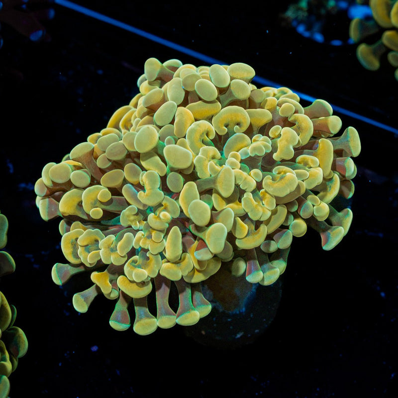 Golden Hammer Euphyllia Coral with branching fleshy heads in reef aquarium