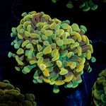 Golden Hammer Euphyllia Coral with branching fleshy heads in reef aquarium