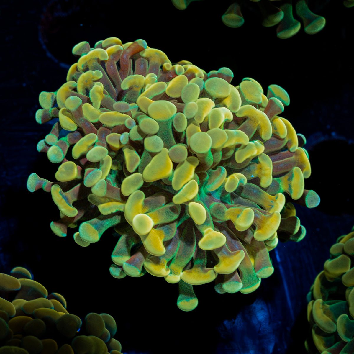 Golden Hammer Euphyllia Coral with branching fleshy heads in reef aquarium