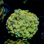 Golden Hammer Euphyllia Coral with branching fleshy heads in reef aquarium