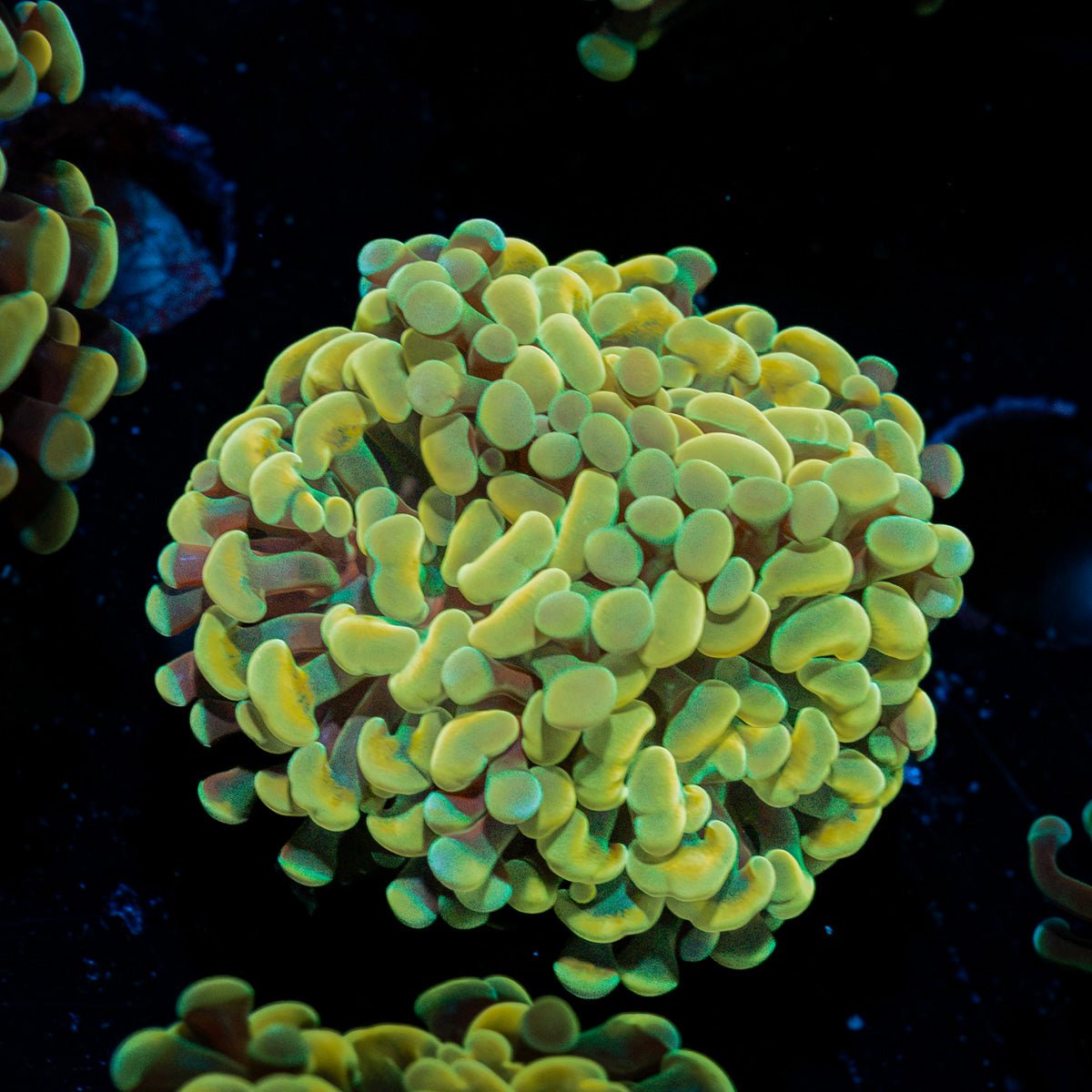 Golden Hammer Euphyllia Coral with branching fleshy heads in reef aquarium