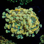 Golden Hammer Euphyllia Coral with branching fleshy heads in reef aquarium