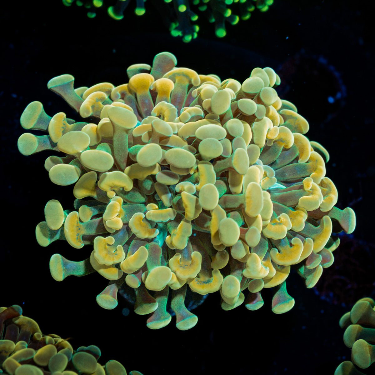 Golden Hammer Euphyllia Coral with branching fleshy heads in reef aquarium