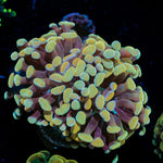 Golden Hammer Euphyllia Coral with branching fleshy heads in reef aquarium