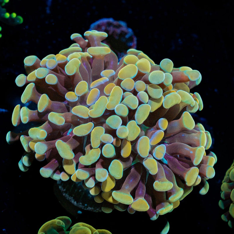 Golden Hammer Euphyllia Coral with branching fleshy heads in reef aquarium