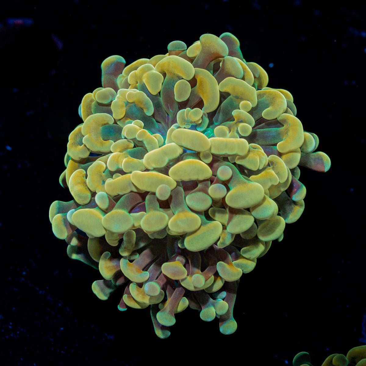 Golden Hammer Euphyllia Coral with branching fleshy heads in reef aquarium
