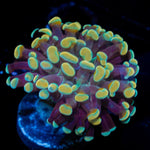 Golden Hammer Euphyllia Coral with branching fleshy heads in reef aquarium