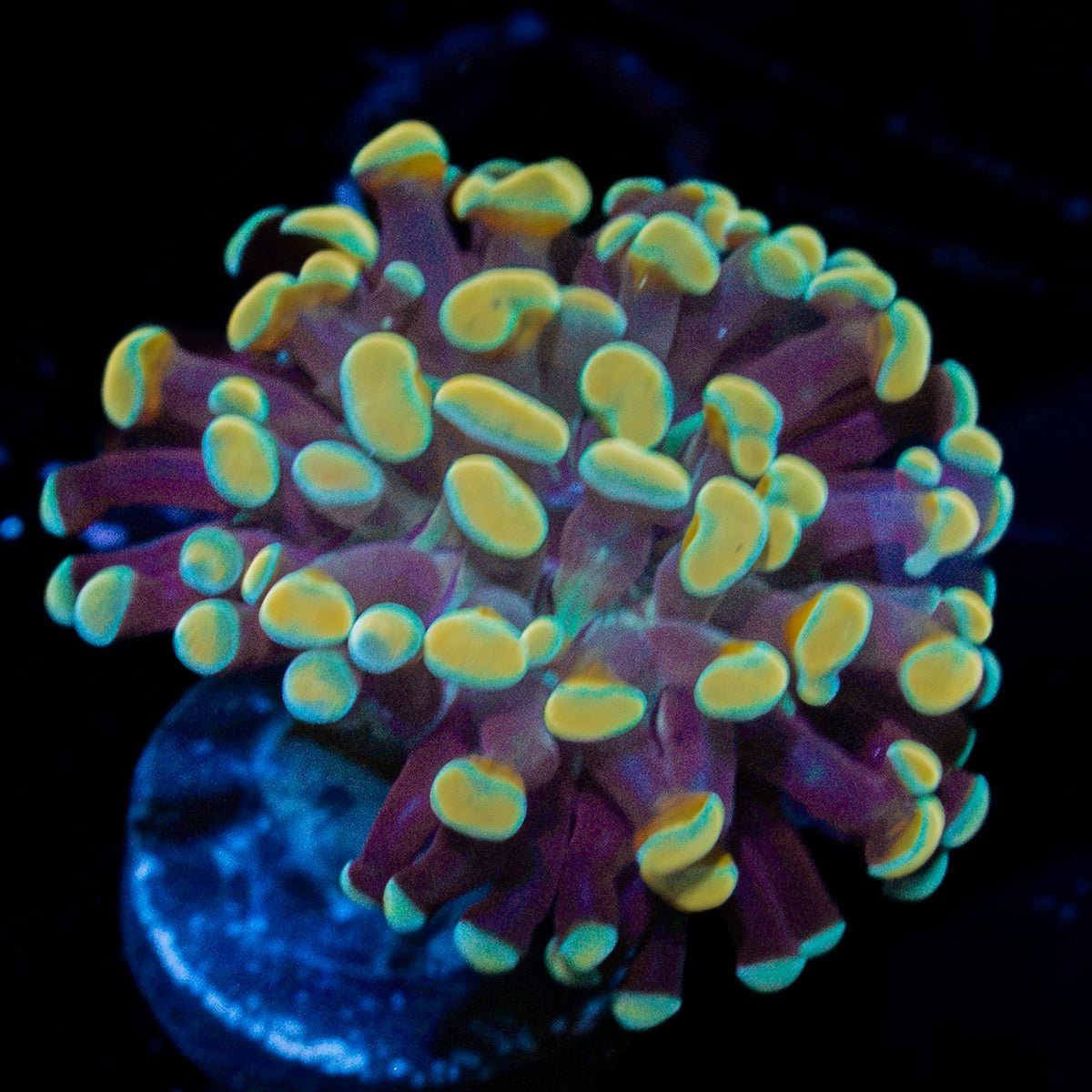 Golden Hammer Euphyllia Coral with branching fleshy heads in reef aquarium