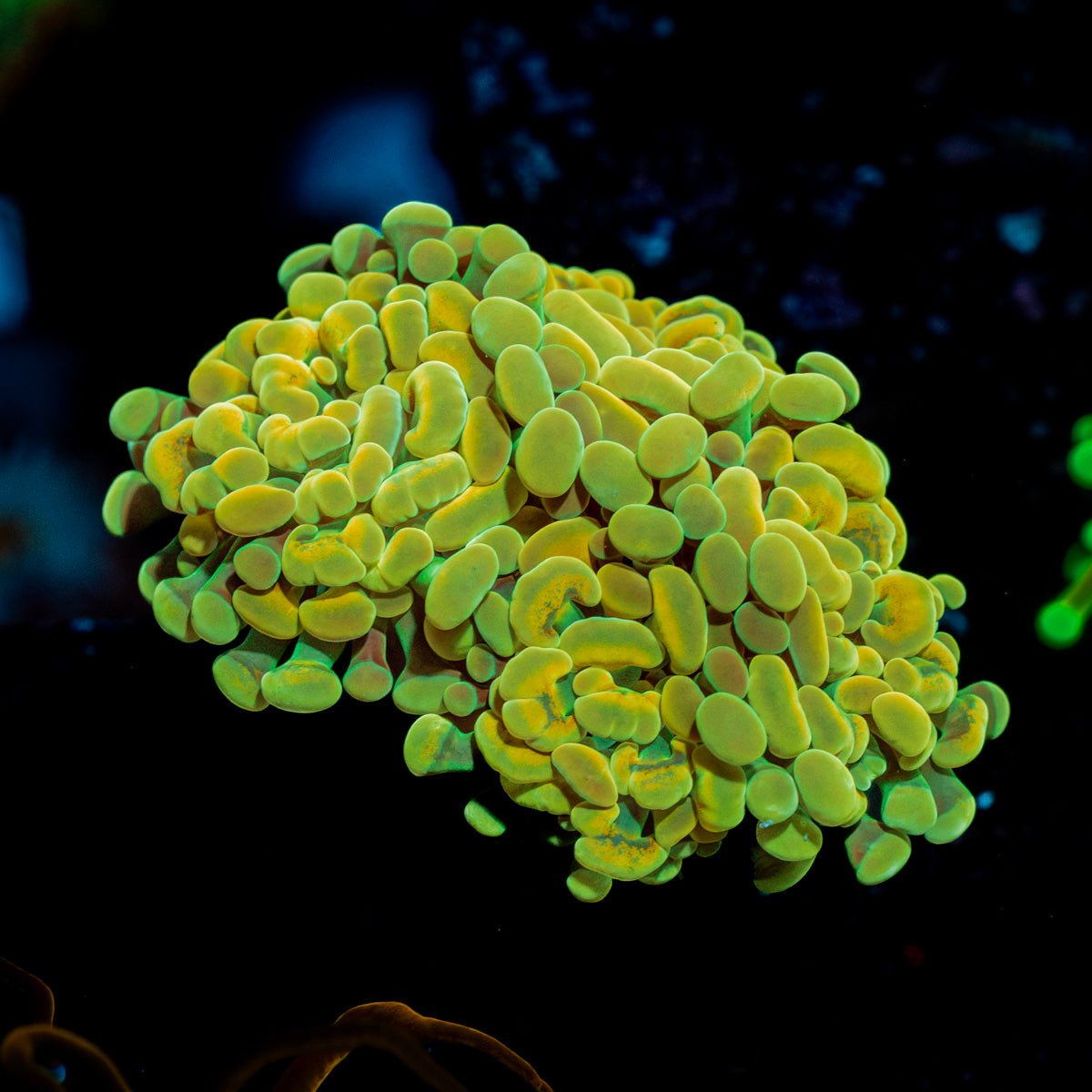 Golden Hammer Euphyllia Coral with branching fleshy heads in reef aquarium