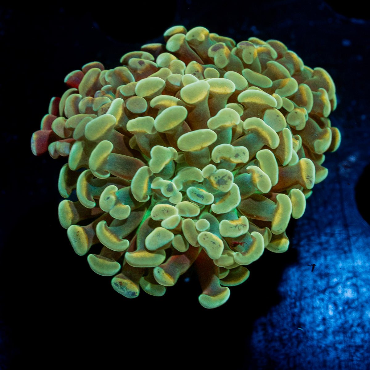Golden Hammer Euphyllia Coral with branching fleshy heads in reef aquarium