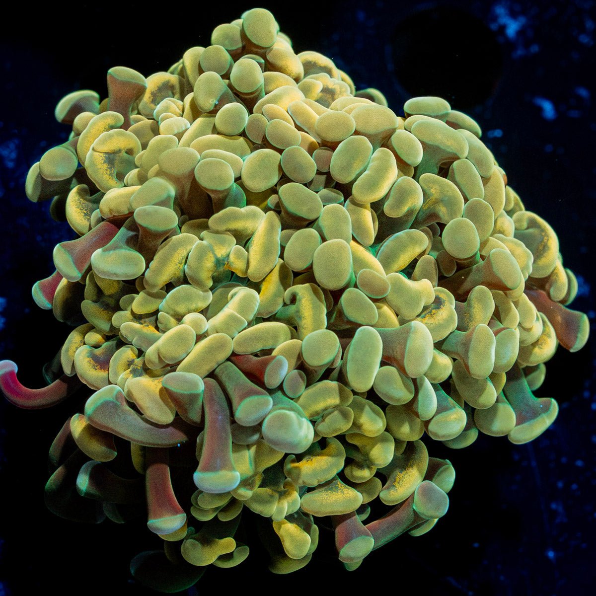 Golden Hammer Euphyllia Coral with branching fleshy heads in reef aquarium