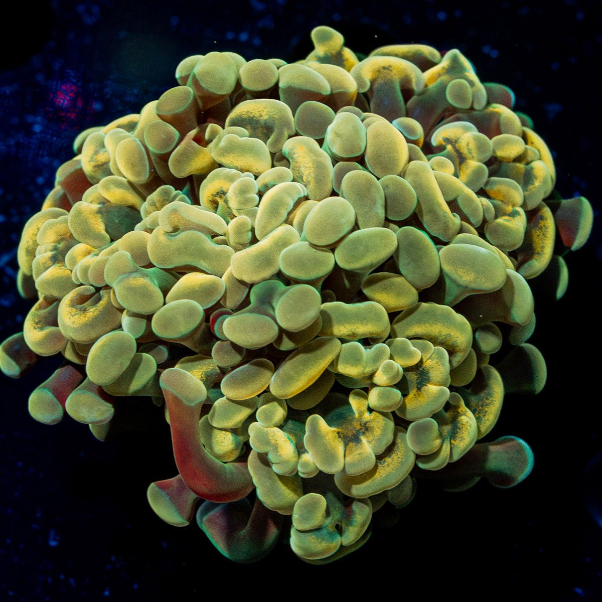 Golden Hammer Euphyllia Coral with branching fleshy heads in reef aquarium