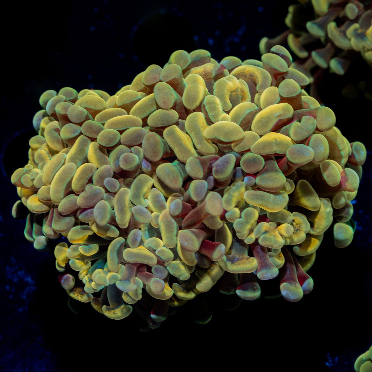 Golden Hammer Euphyllia Coral with branching fleshy heads in reef aquarium