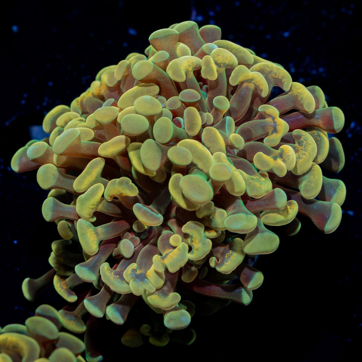 Golden Hammer Euphyllia Coral with branching fleshy heads in reef aquarium
