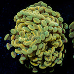 Golden Hammer Euphyllia Coral with branching fleshy heads in reef aquarium