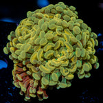 Golden Hammer Euphyllia Coral with branching fleshy heads in reef aquarium