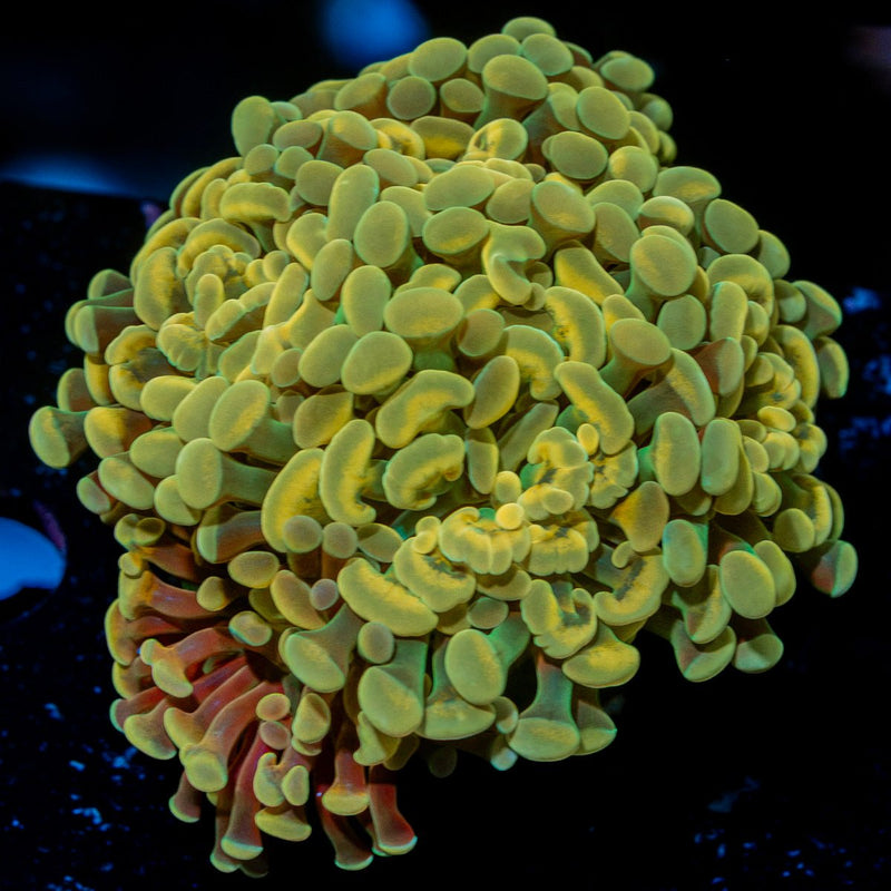 Golden Hammer Euphyllia Coral with branching fleshy heads in reef aquarium