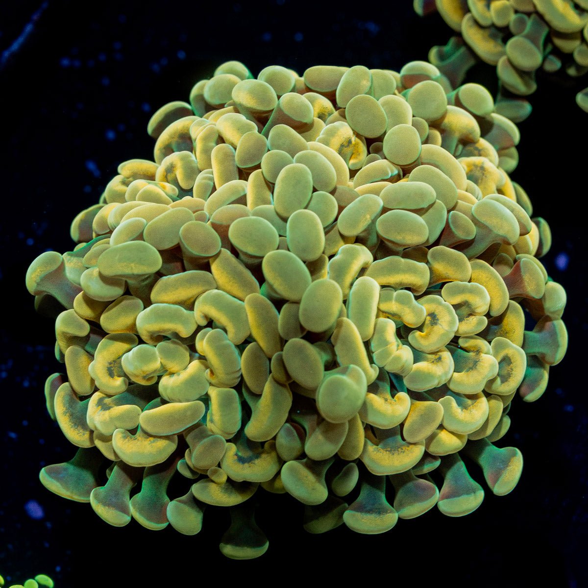 Golden Hammer Euphyllia Coral with branching fleshy heads in reef aquarium