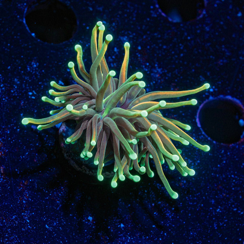 Goldenrod Torch Euphyllia Coral with flowing tentacles in reef aquarium