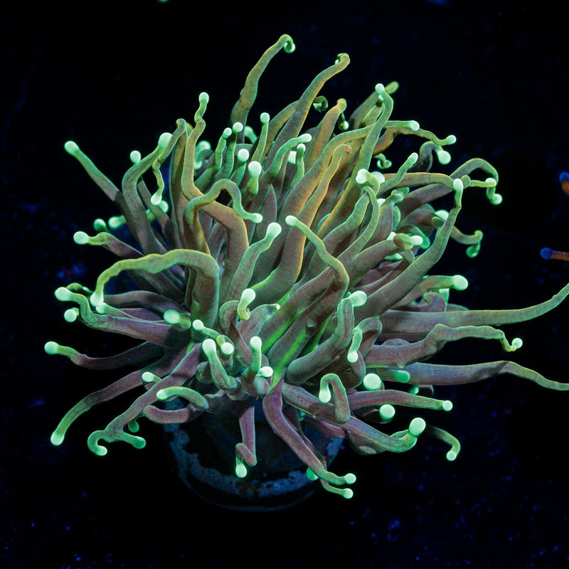 Goldenrod Torch Euphyllia Coral with flowing tentacles in reef aquarium
