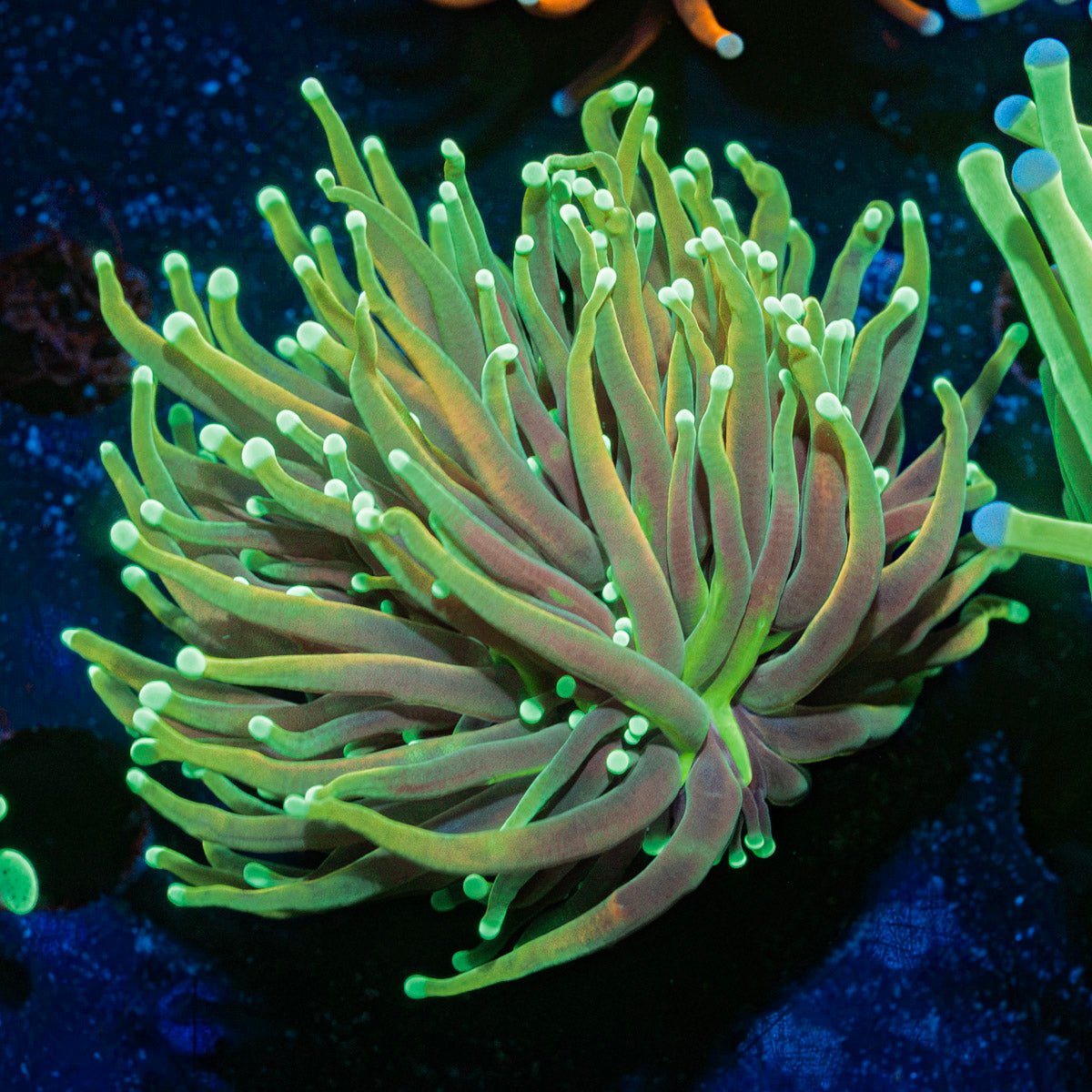 Goldenrod Torch euphyllia Coral with flowing tentacles in reef aquarium