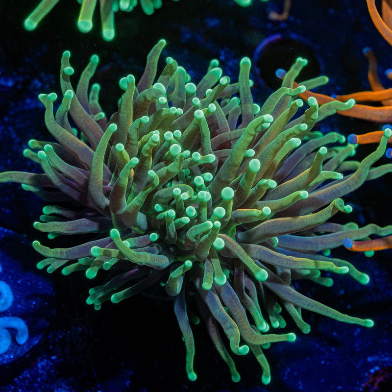 Goldenrod Torch Euphyllia Coral