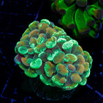 Goldie Locks Hammer Coral with branching fleshy heads in reef aquarium