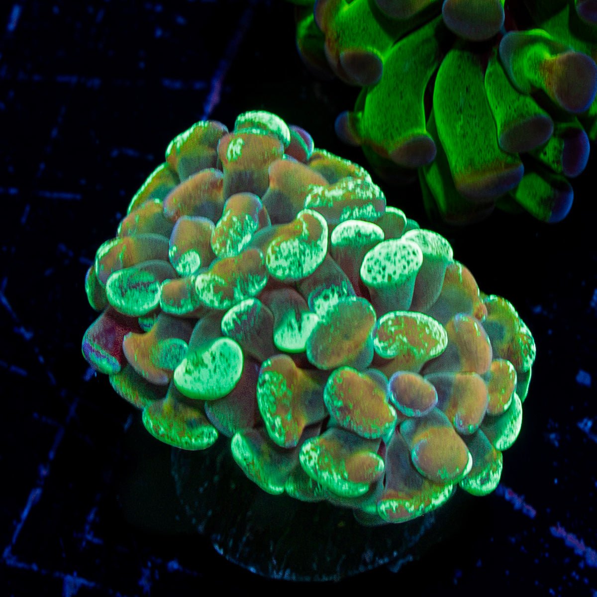 Goldie Locks Hammer Coral with branching fleshy heads in reef aquarium