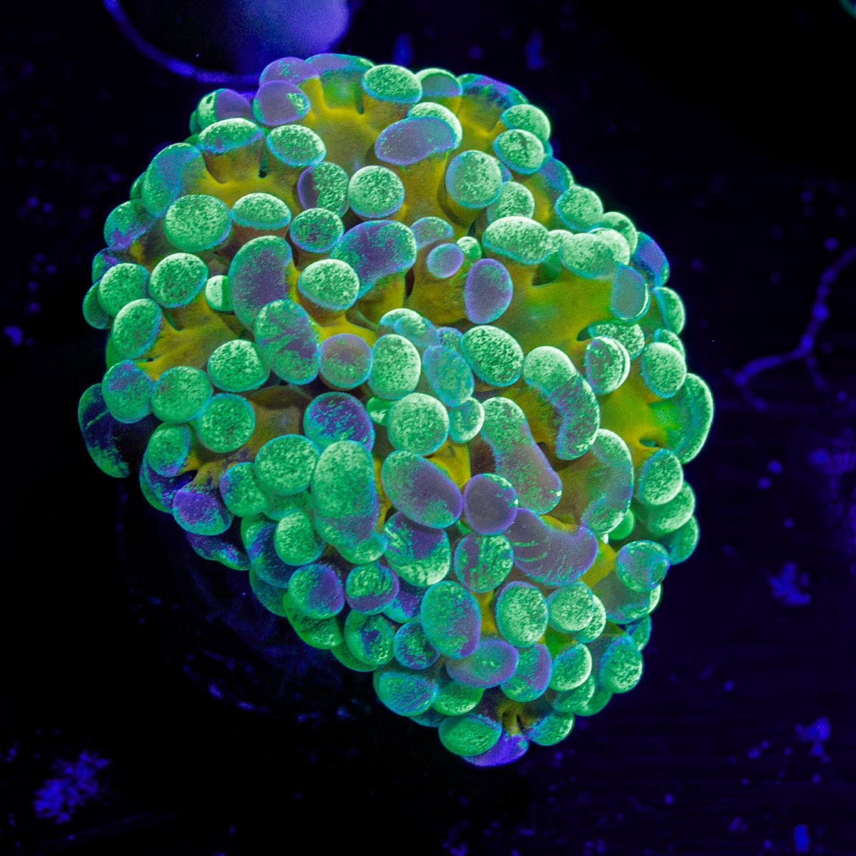Goldie Locks Splatter Hammer Coral with branching fleshy heads in reef aquarium