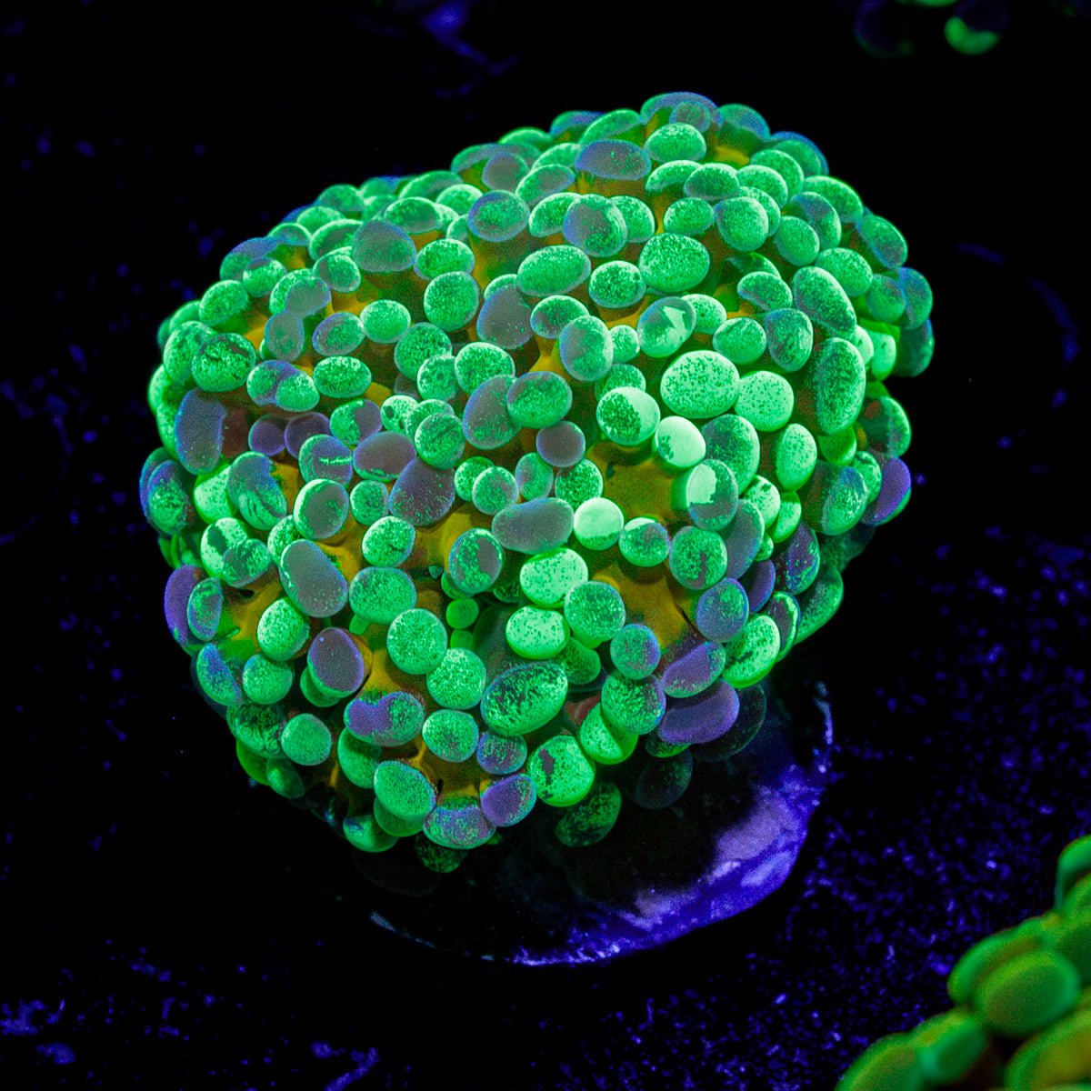 Goldie Locks Splatter Hammer Coral with branching fleshy heads in reef aquarium