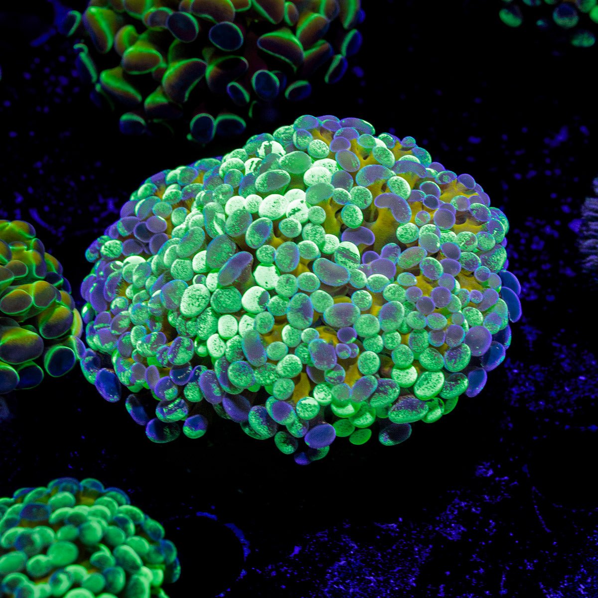 Goldie Locks Splatter Hammer Coral with branching fleshy heads in reef aquarium