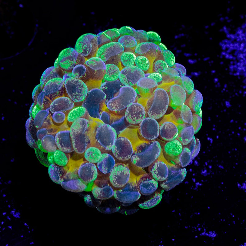 Goldie Locks Splatter Hammer Coral with branching fleshy heads in reef aquarium