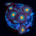 Gorilla Nipples Zoanthid Coral with colony growth in reef aquarium