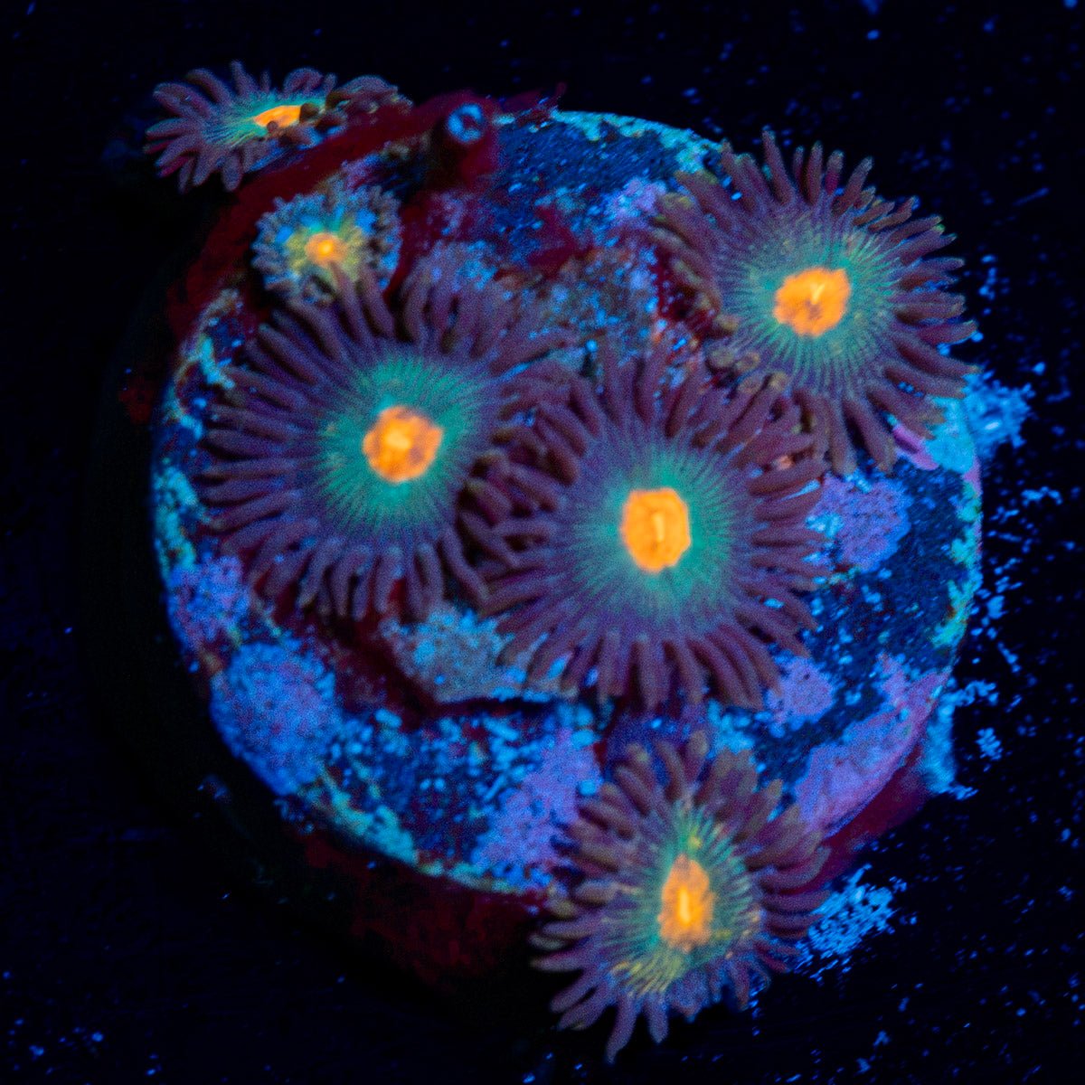 Gorilla Nipples Zoanthid Coral with colony growth in reef aquarium