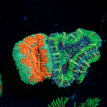 Graphed Acan Coral with fleshy polyps in reef aquarium