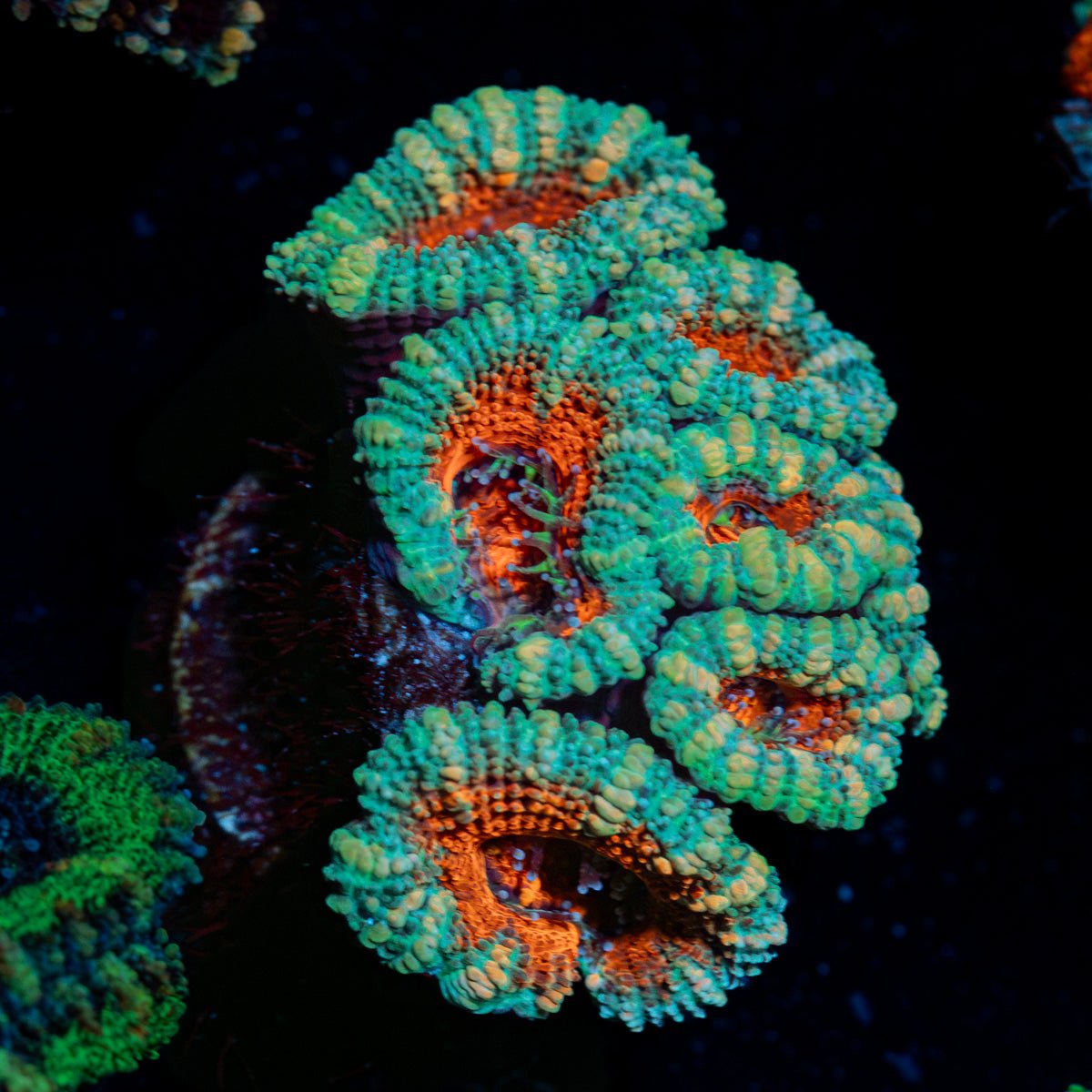 Graphed Acan Coral with fleshy polyps in reef aquarium