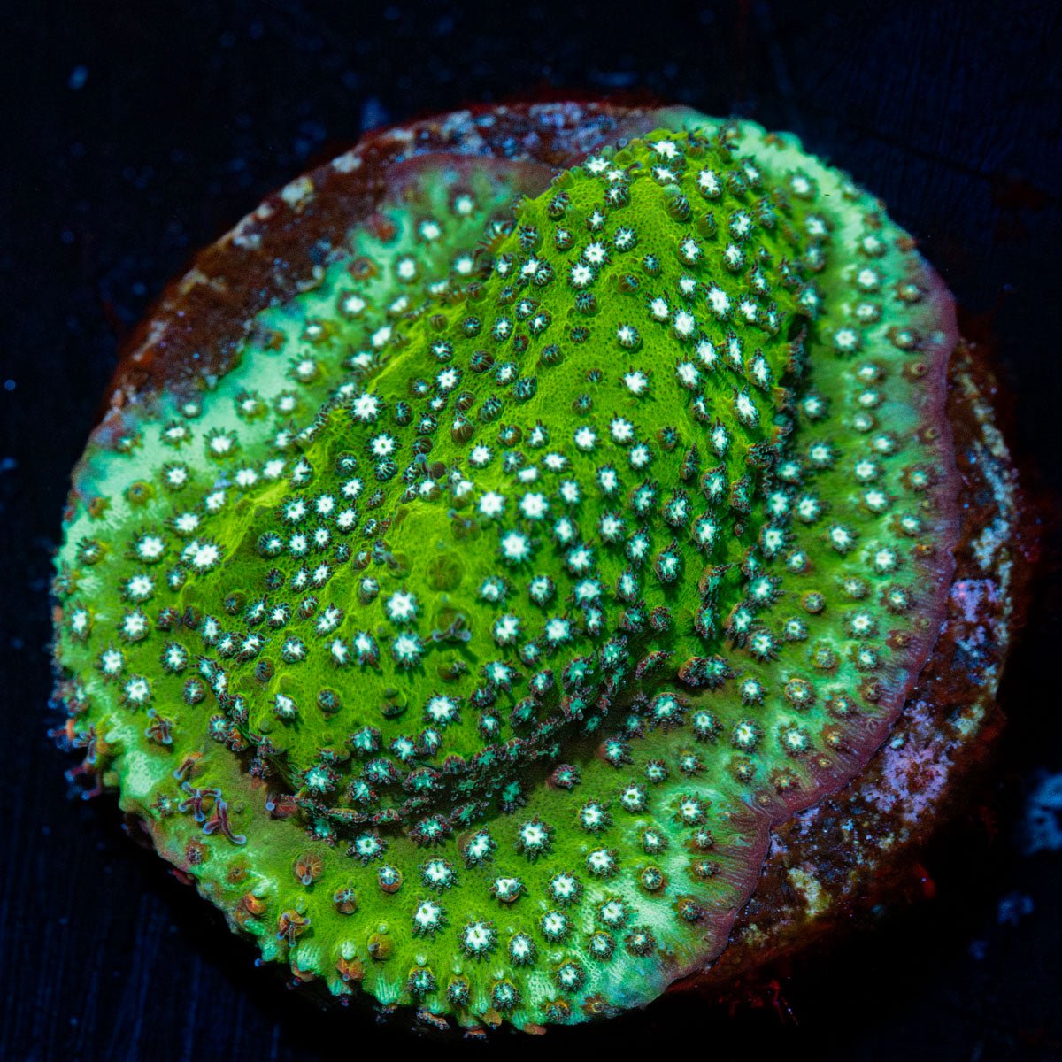 Grassy Green Stylocoeniella with textured surface in a saltwater aquarium