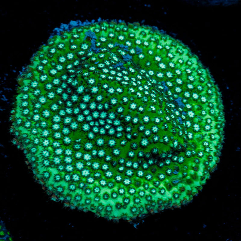 Grassy Green Stylocoeniella Coral with encrusting growth in reef aquarium