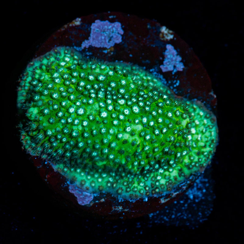 Grassy Green Stylocoeniella Coral with encrusting growth in reef aquarium