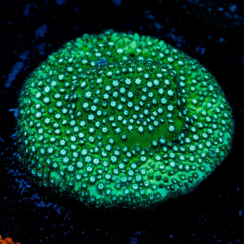 Grassy Green Stylocoeniella Coral with encrusting growth in reef aquarium