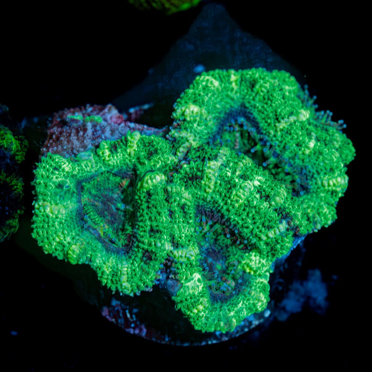 Green Acan Micromussa Coral with fleshy polyps in reef aquarium