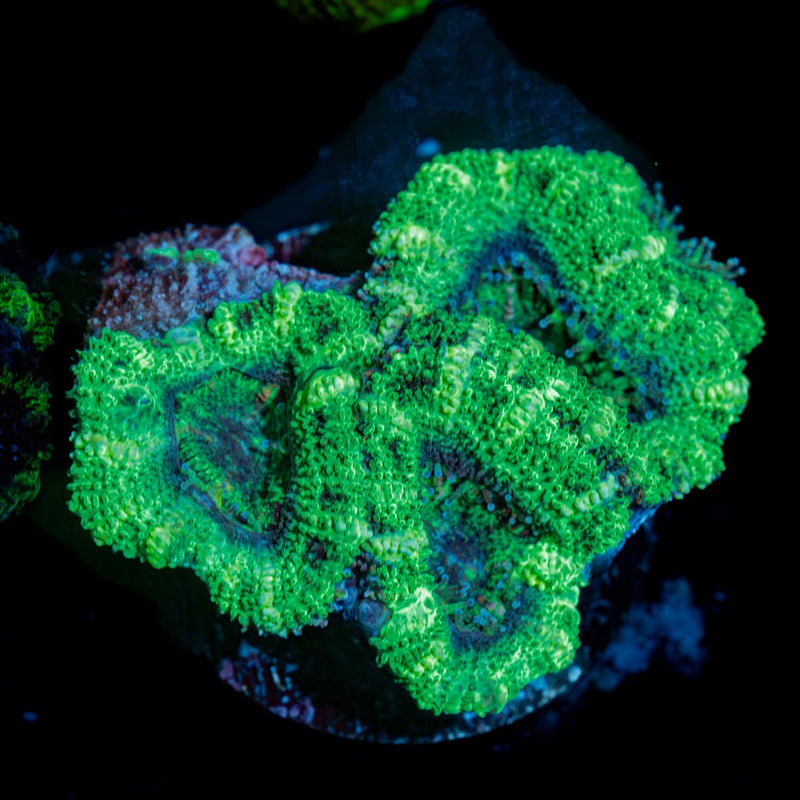 Green Acan Micromussa Coral with fleshy polyps in reef aquarium