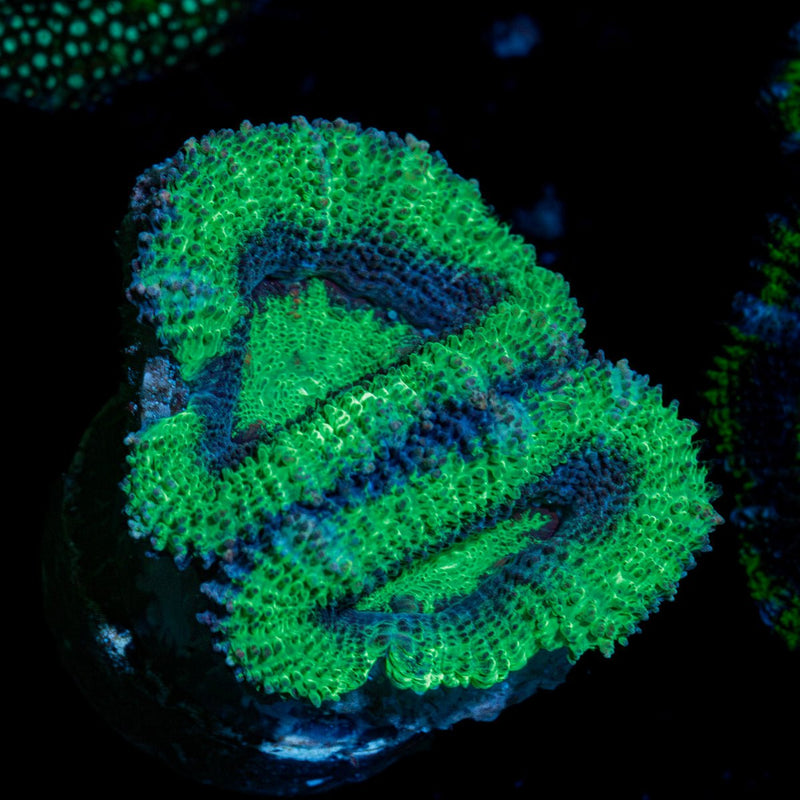 Green Acan Micromussa Coral with fleshy polyps in reef aquarium