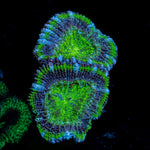 Green Acan Micromussa Coral with fleshy polyps in reef aquarium