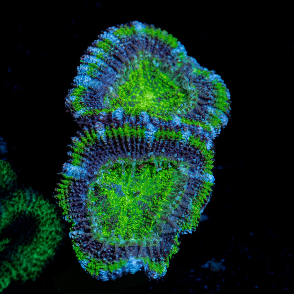 Green Acan Micromussa Coral with fleshy polyps in reef aquarium